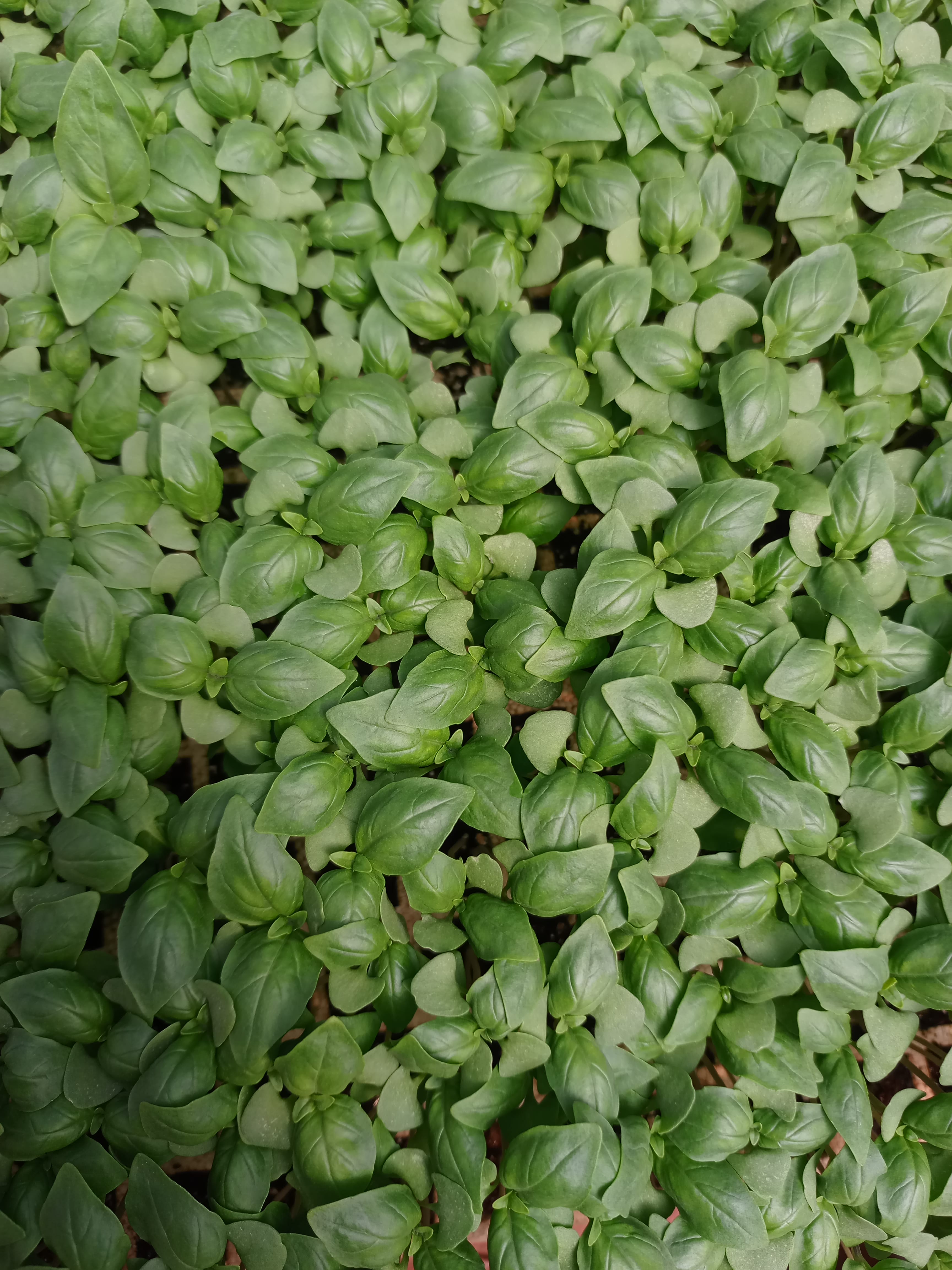 New Agrodeal seedling propagation